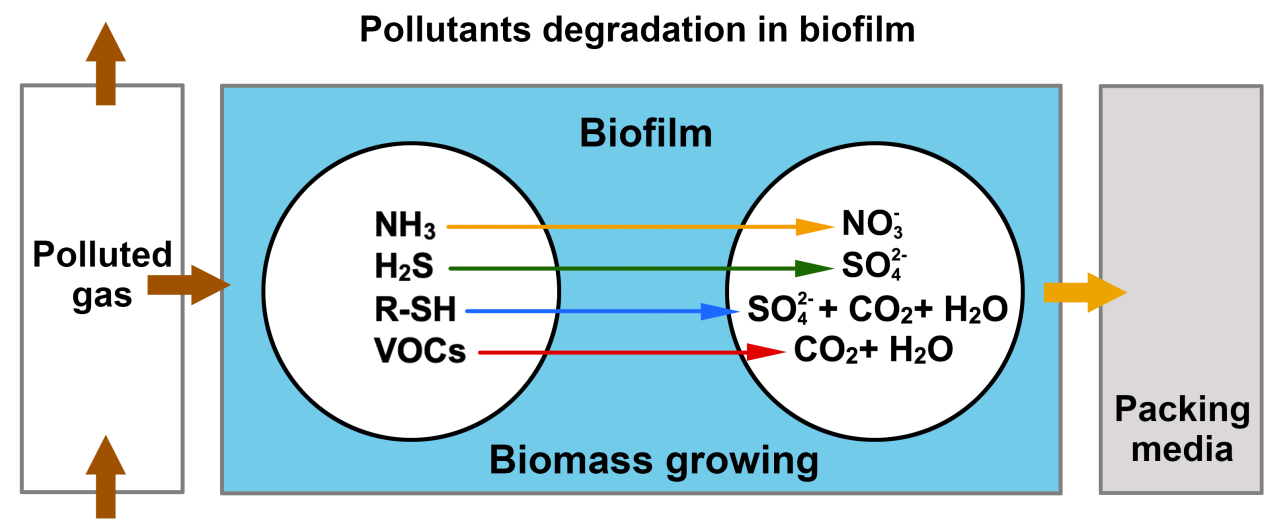 pollutants degradation in biofilm